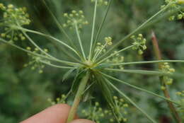 Image de Heteromorpha involucrata Conrath