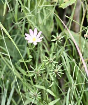 Image of marsh rose gentian