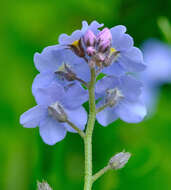 Image de Myosotis decumbens Host