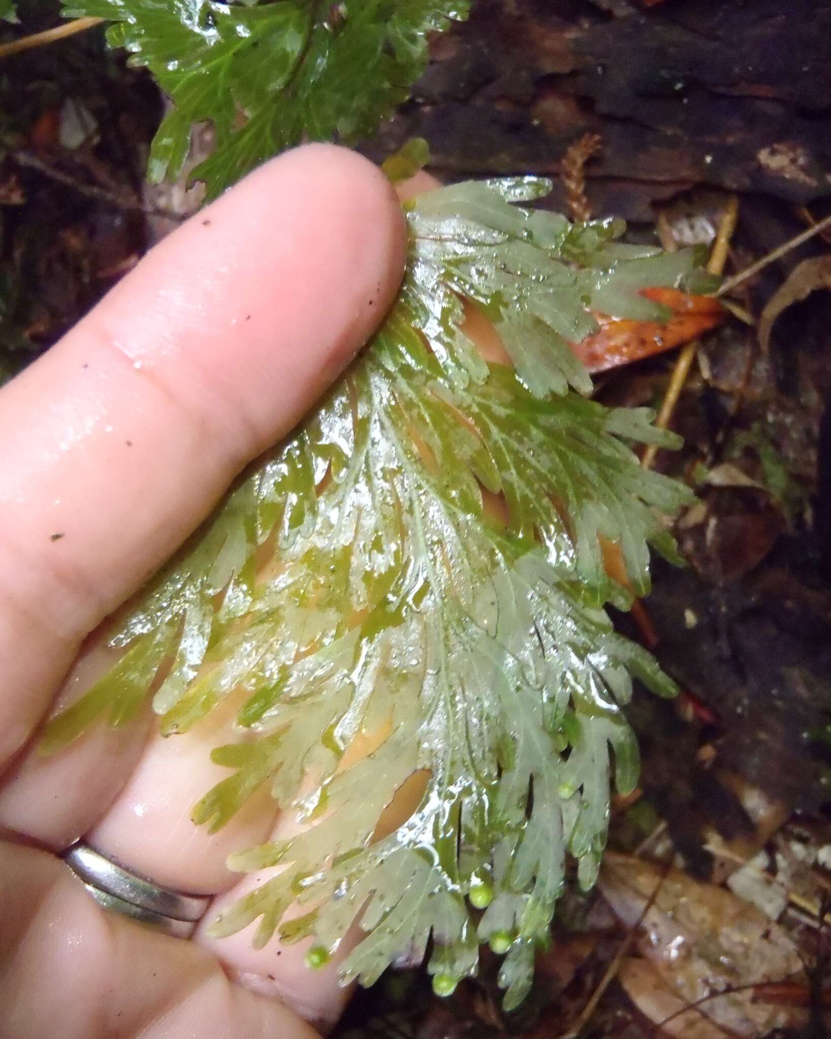 Image de Hymenophyllum dilatatum (G. Forst.) Sw.