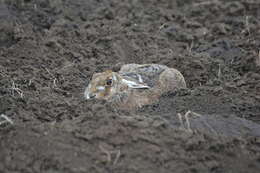 Image of brown hare, european hare