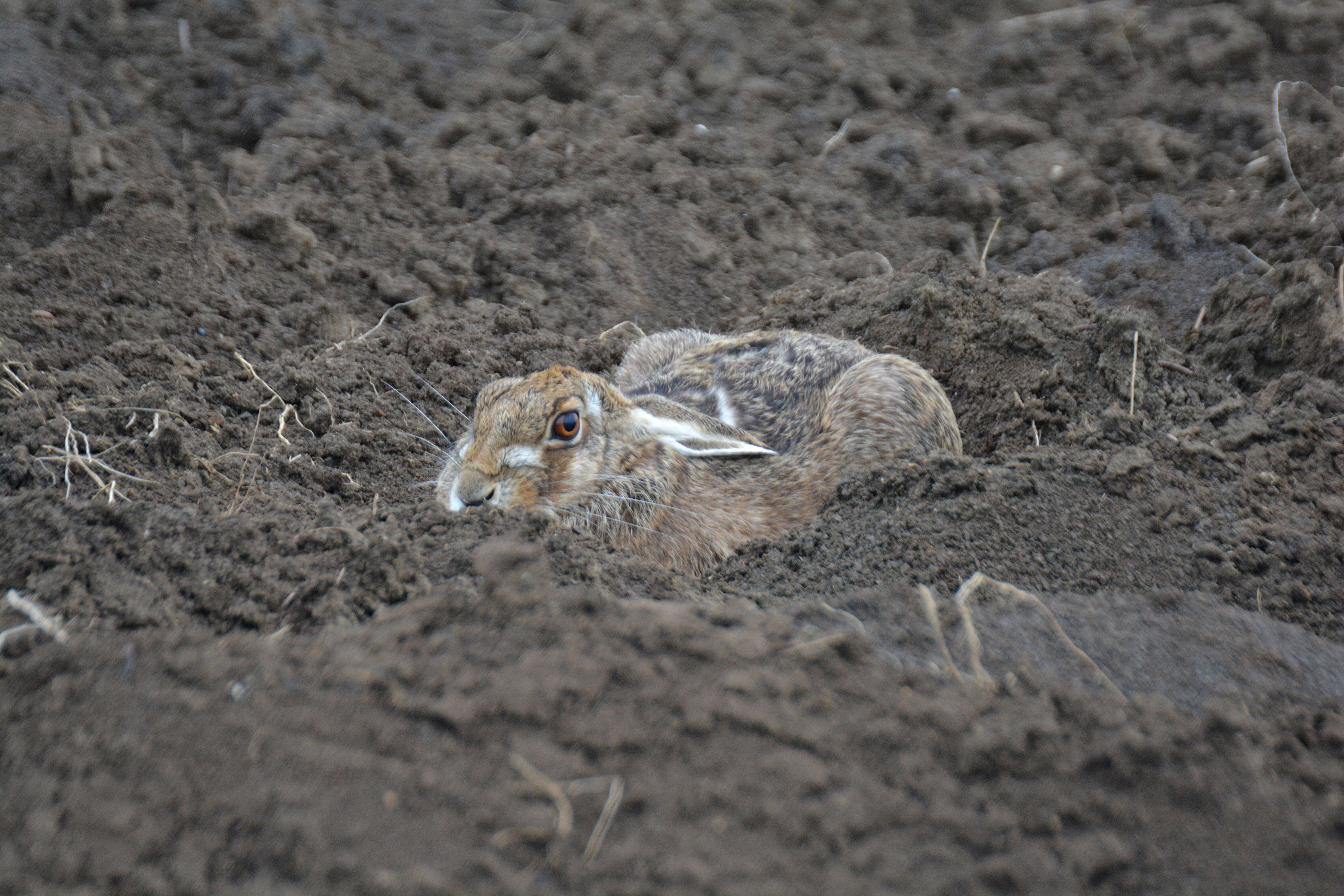 Image of brown hare, european hare