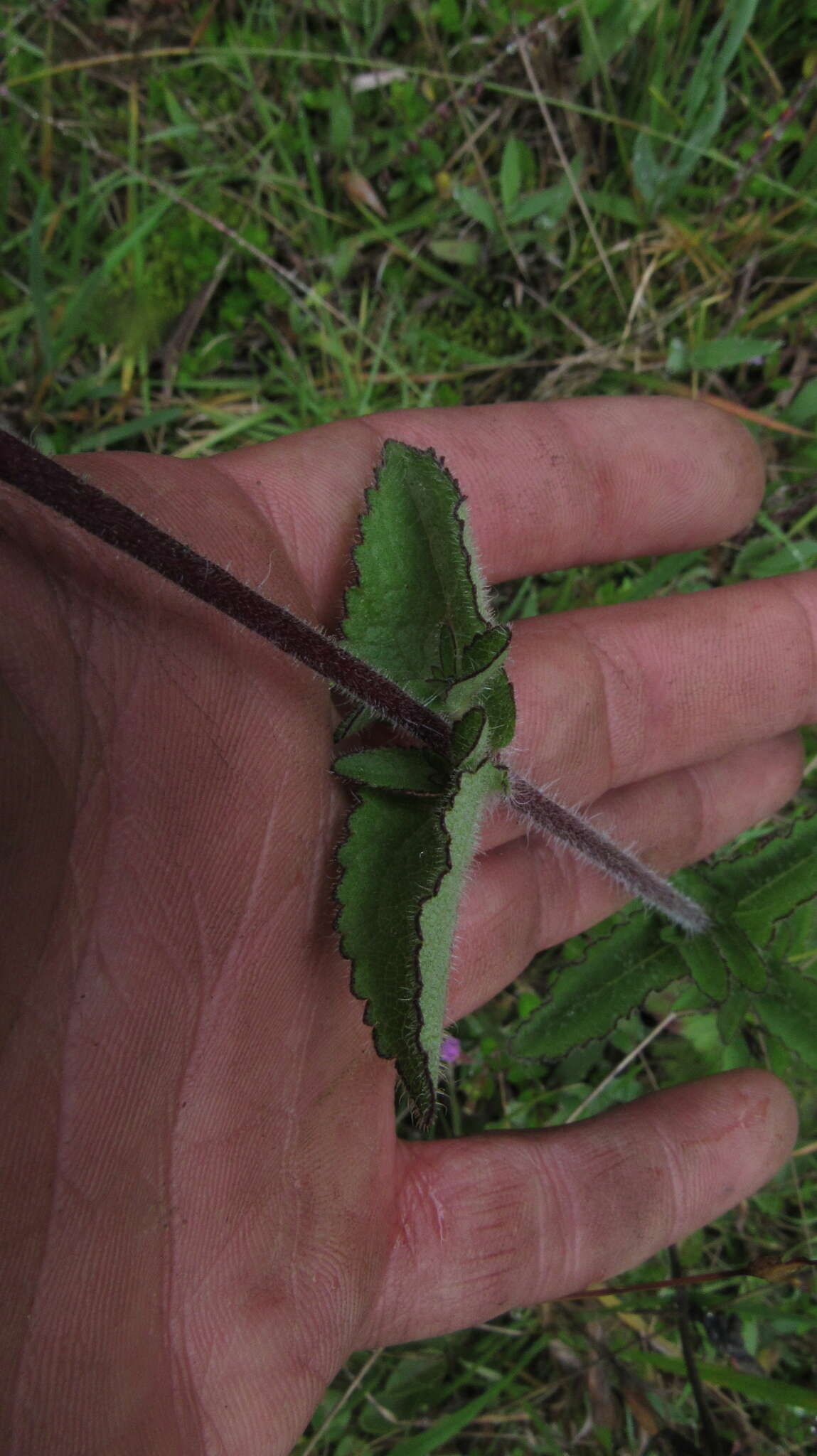 Image de Stevia elatior Kunth