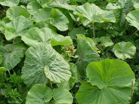 Image of Petasites albus (L.) Gaertn.