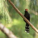 Image of Red-crested Malkoha