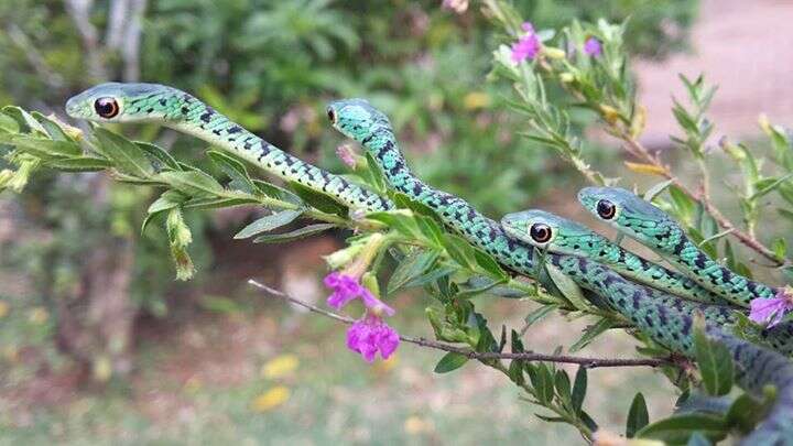 Слика од Philothamnus semivariegatus (A. Smith 1840)