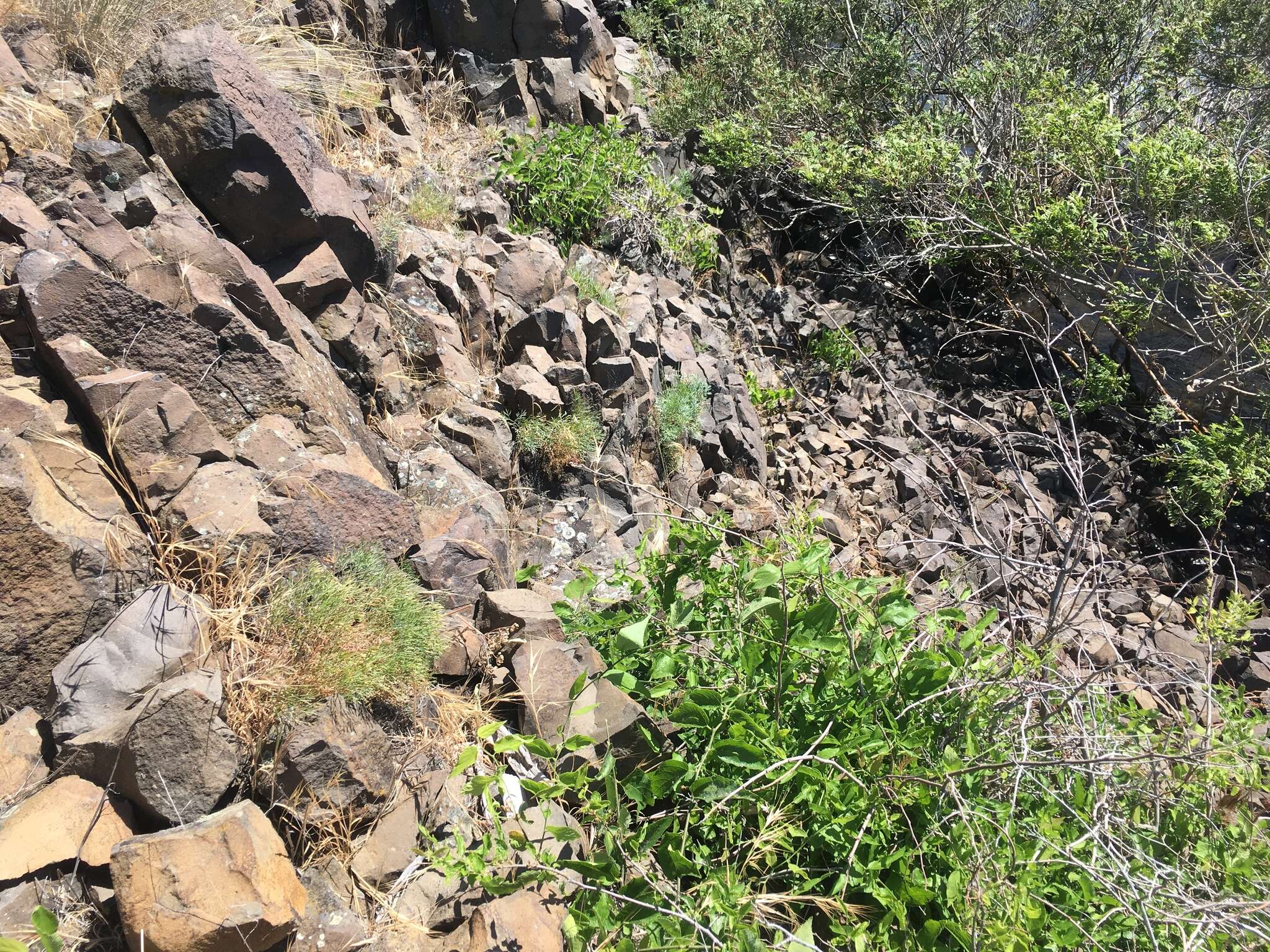 Image of Slickrock biscuitroot