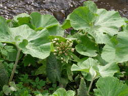 Image of Petasites albus (L.) Gaertn.