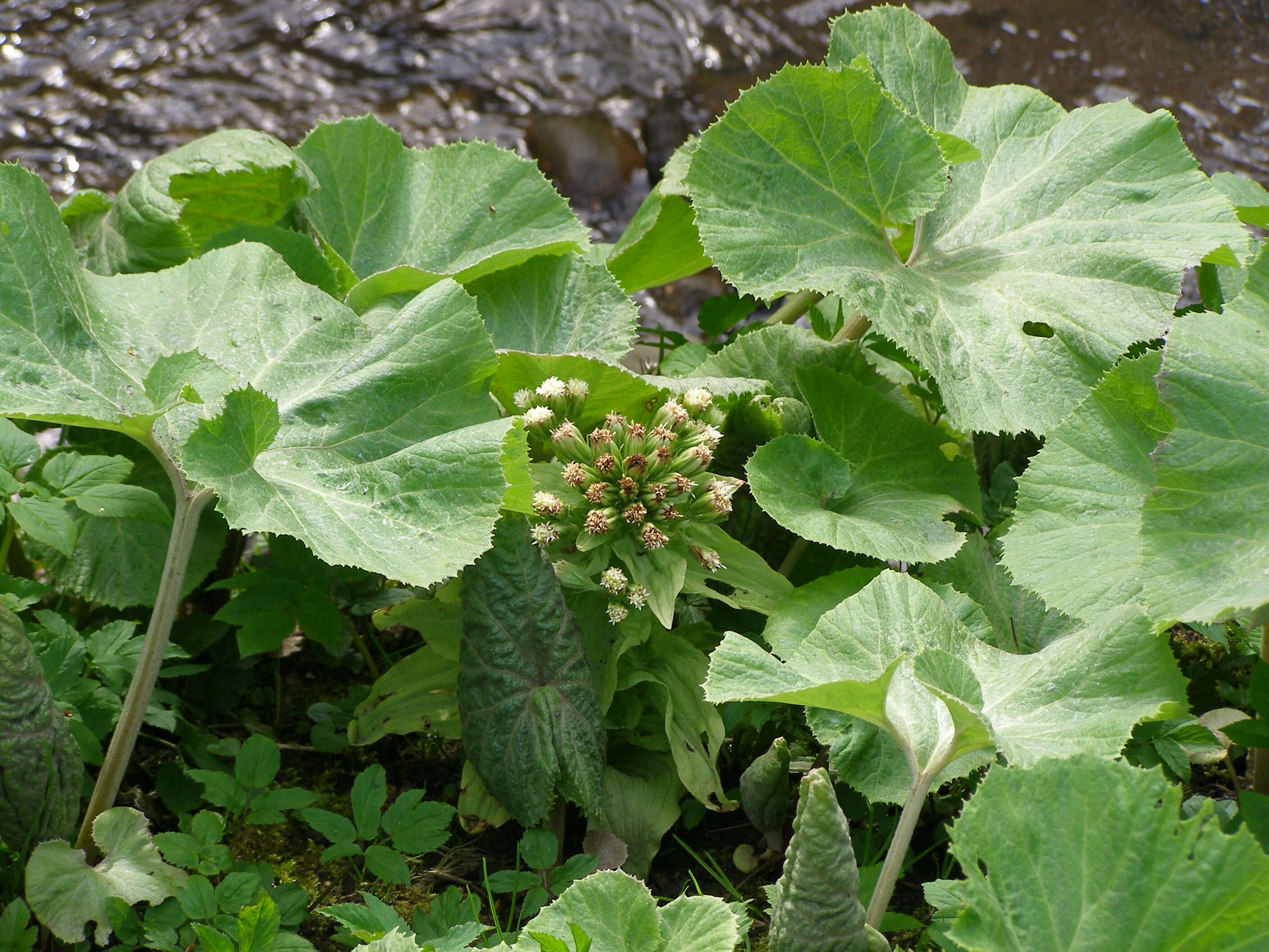 Image of Petasites albus (L.) Gaertn.