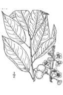 Prunus alleghaniensis Porter resmi