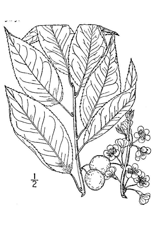 Image de Prunus alleghaniensis Porter