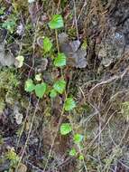 Image of snow raspberry