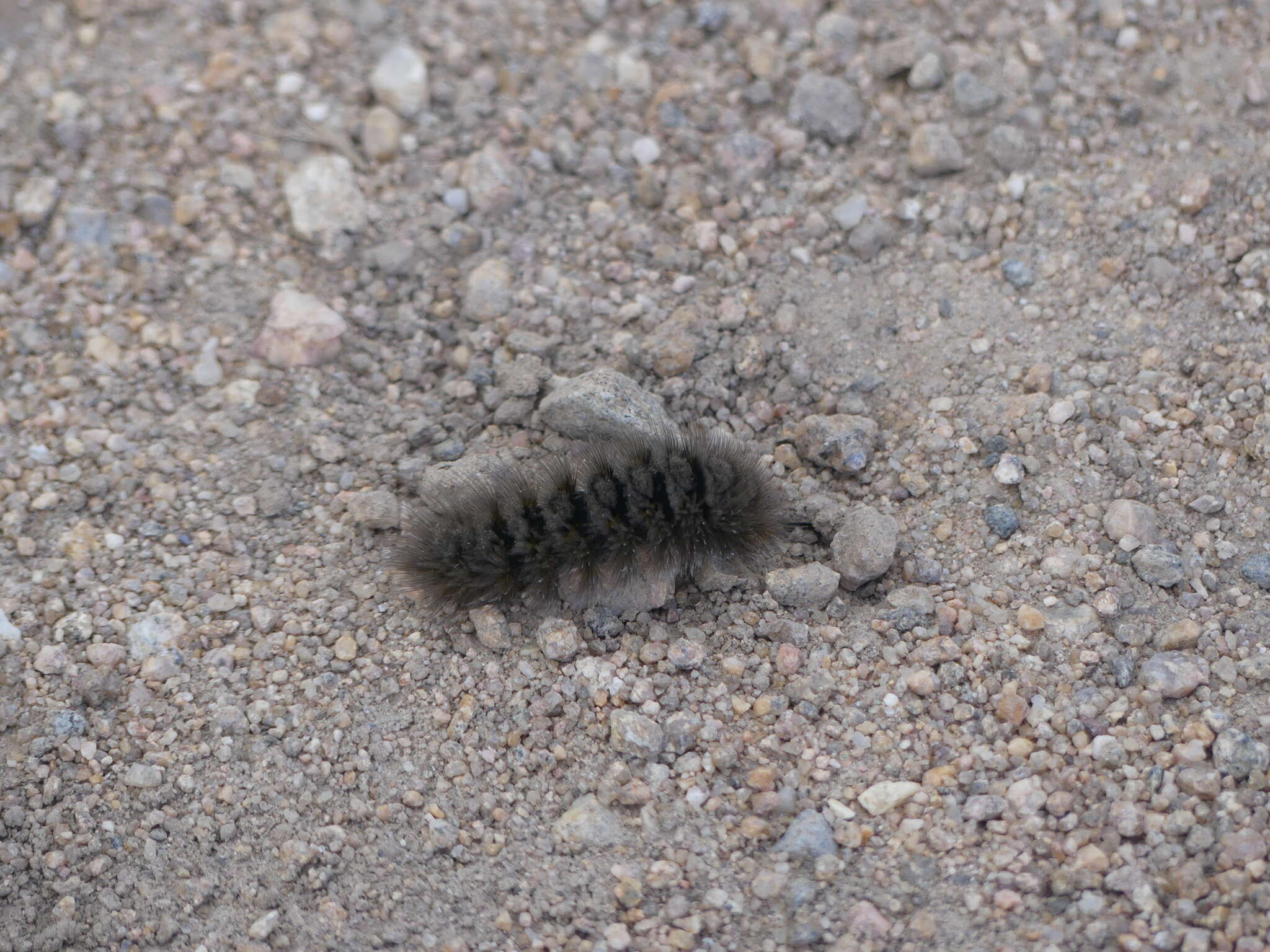 Image of Ross' Tussock Moth