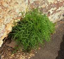 Image of Crambe arborea Webb ex H. Christ