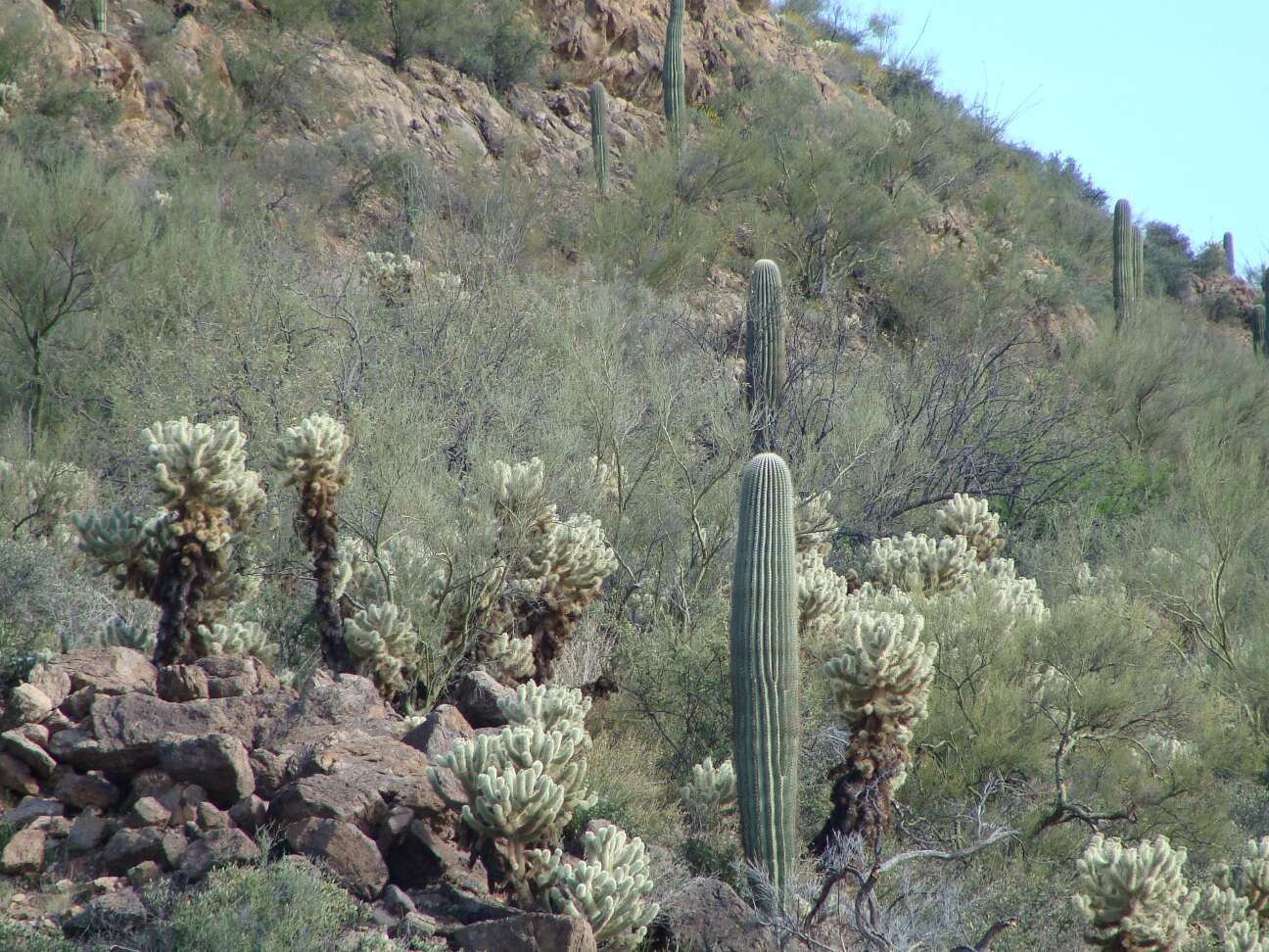 Image of saguaro