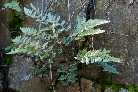 Image of Eaton's lipfern