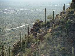 Image of saguaro