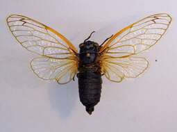 Image of Decim Periodical Cicada