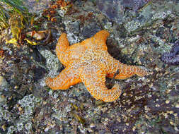 Image of ochre sea star