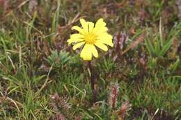 Image of Scapisenecio pectinatus (DC.) Schmidt-Leb.