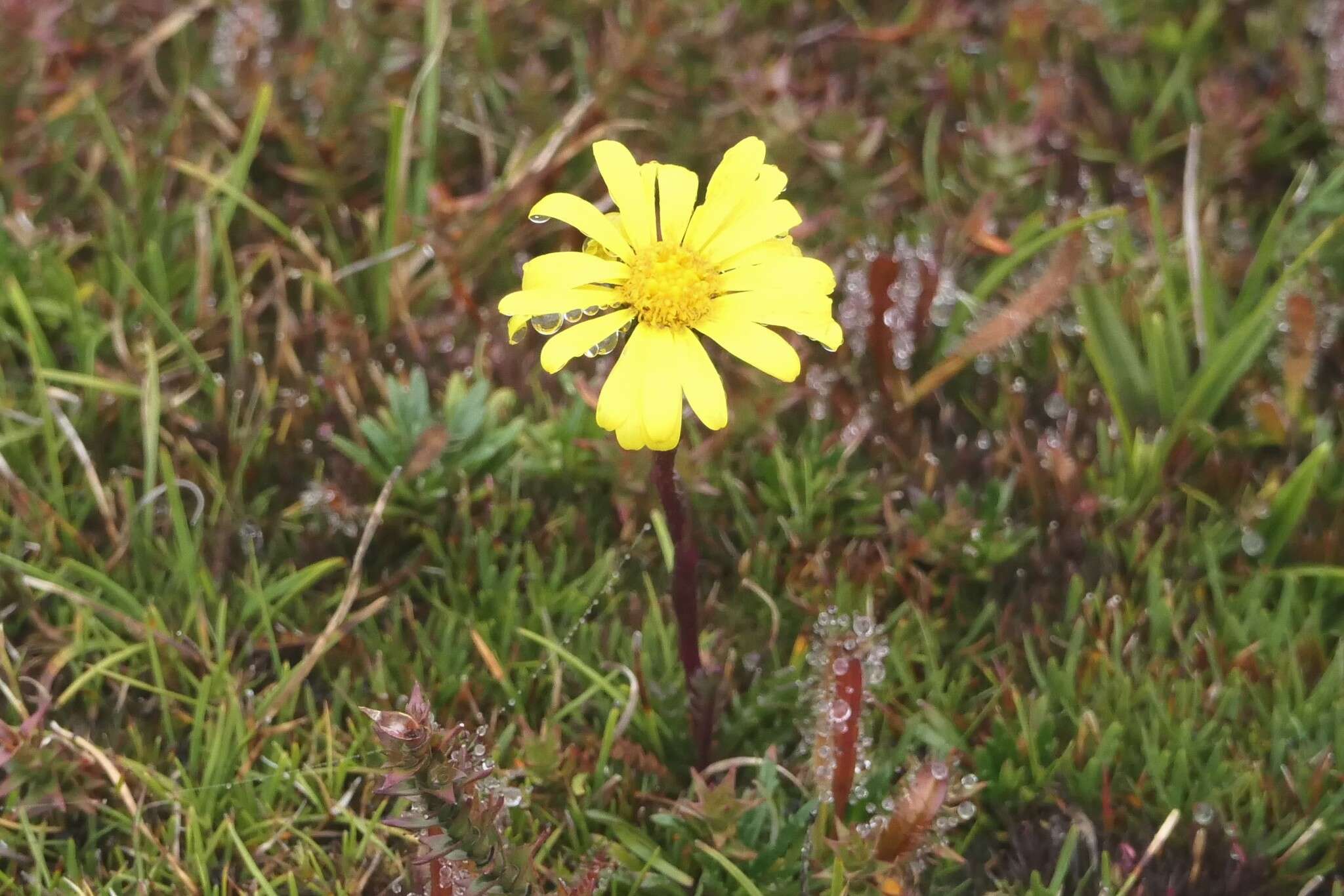 Image of alpine groundsel