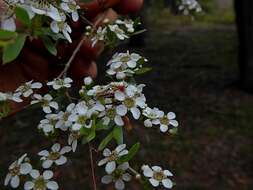 Image of Leptospermum brevipes F. Müll.