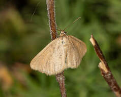 Image of Drab looper moth