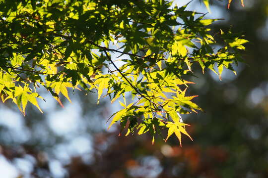 Image of Japanese maple