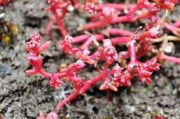 Image of Crassula vaillantii (Willd.) Roth