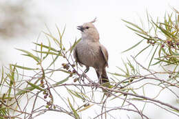 Image of Chirruping Wedgebill