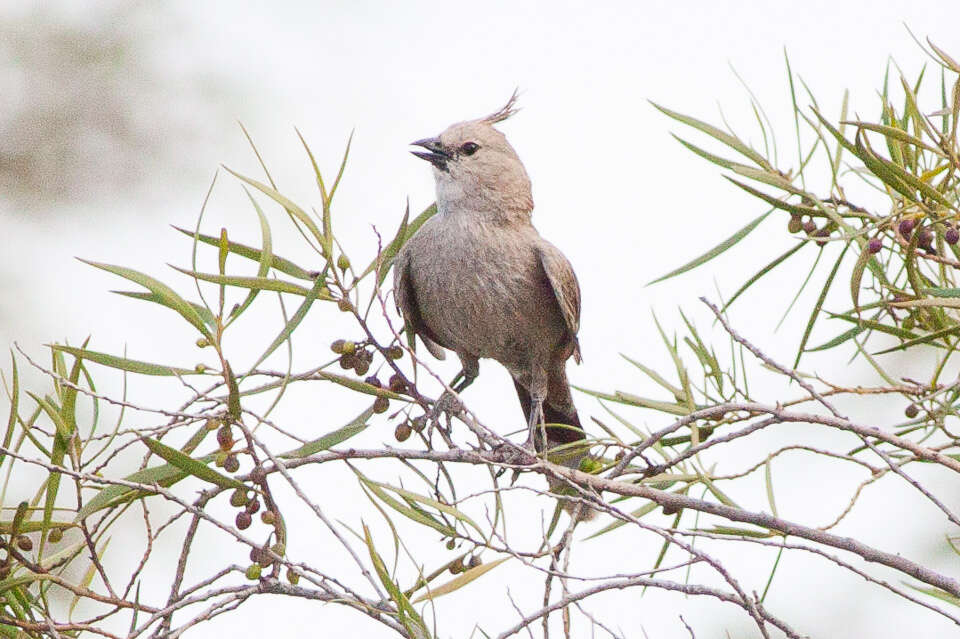 Imagem de Psophodes cristatus (Gould 1838)