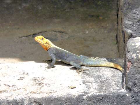 Image of Kenya Rock Agama