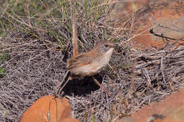 Image of Short-tailed Grasswren