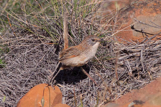 Image of Short-tailed Grasswren