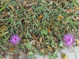 Imagem de Delosperma cooperi (Hook. fil.) L. Bol.