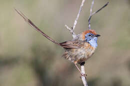 Image of Mallee Emu-wren