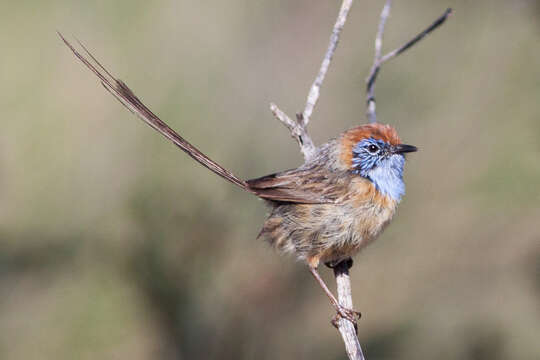 صورة Stipiturus mallee Campbell & AJ 1908