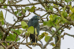 Image of Eastern Reef Egret