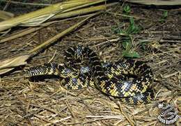 Image of Common Kingsnake