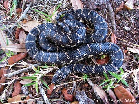 Слика од Lampropeltis getula (Linnaeus 1766)