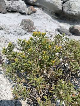 Image of Rydberg's goldenbush