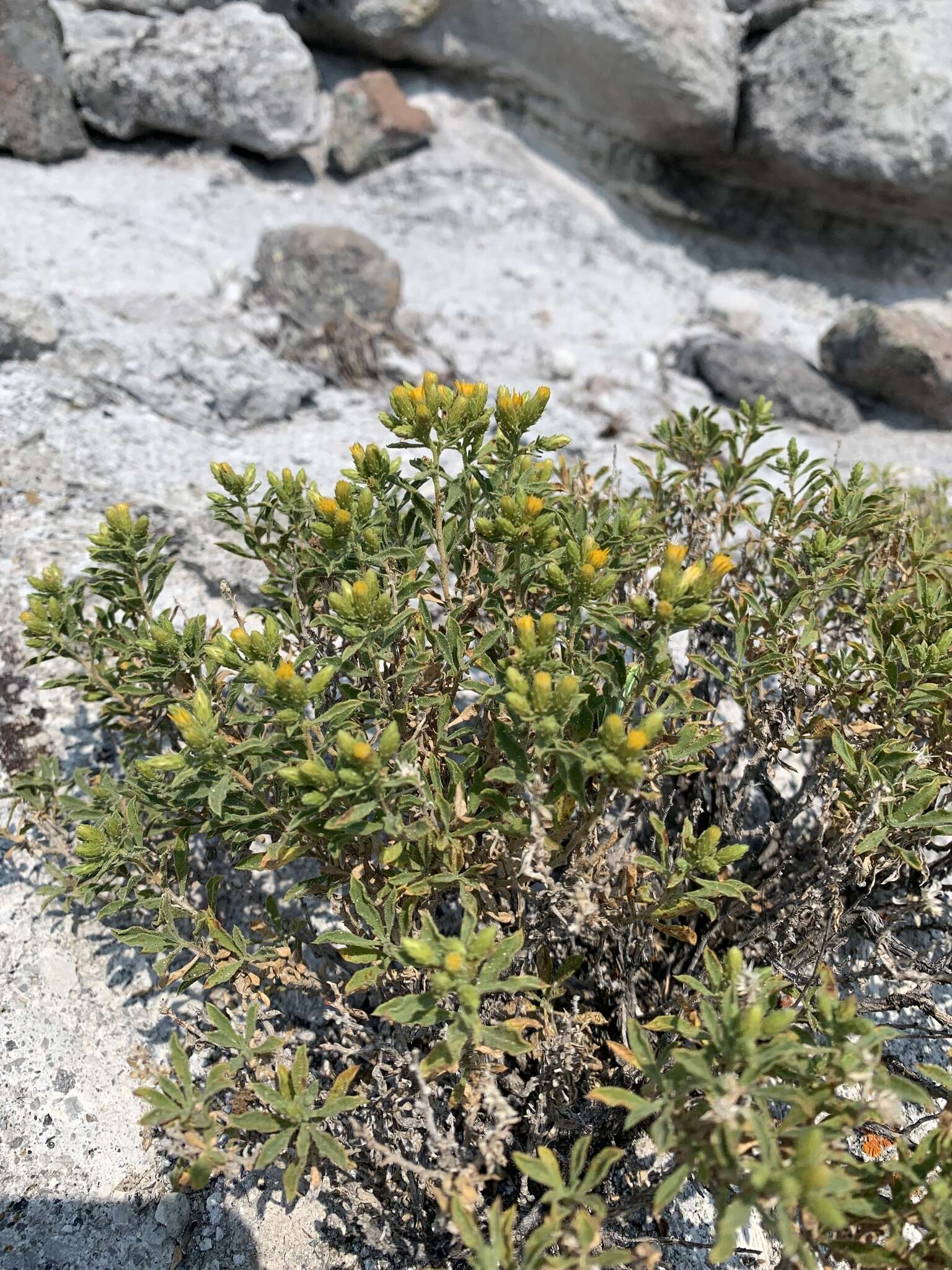 Image of Rydberg's goldenbush