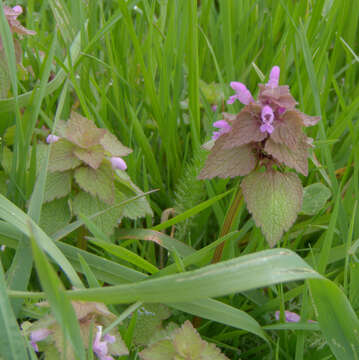 Image of purple archangel