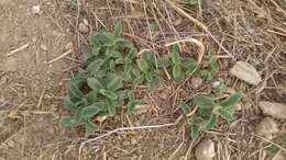 Image of horehound