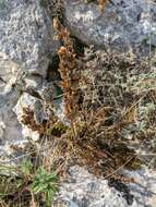 Image of Pedicularis sibthorpii Boiss.