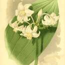 Sivun Eucharis candida Planch. & Linden kuva