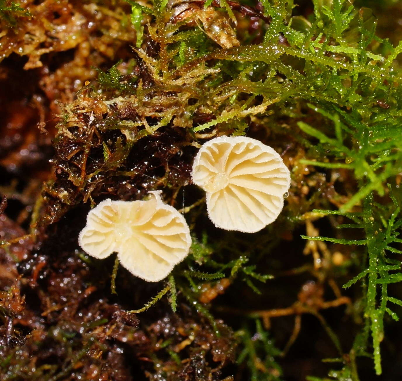 Image of Rimbachia bryophila (Pers.) Redhead 1984