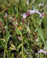 Image de Collinsia sparsiflora var. collina (Jepson) Newsom