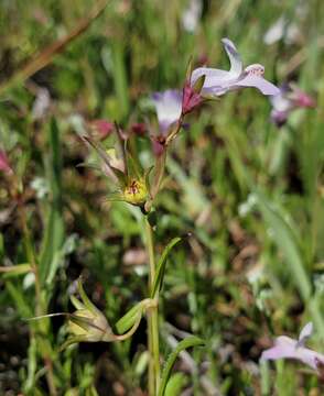 Image of spinster's blue eyed Mary