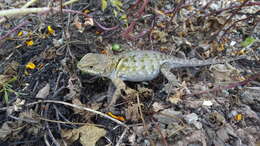 Image of Paintbelly Spiny Lizard